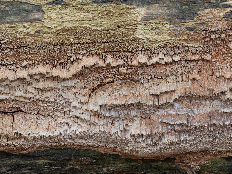 Phellinus contiguus